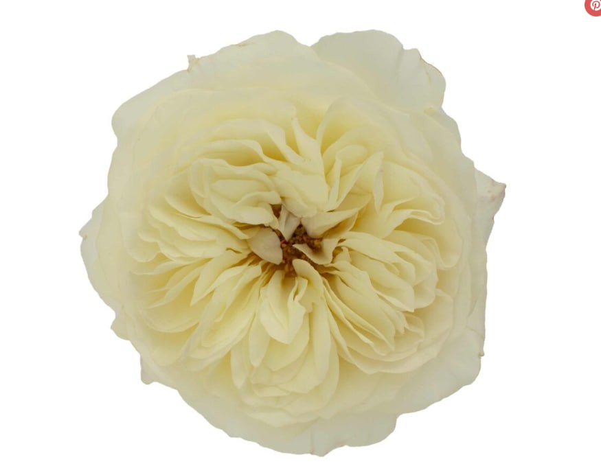 DAVID AUSTIN Leonora 40 A1 TAMBUZI LTD KE купить оптом на M-Flowers