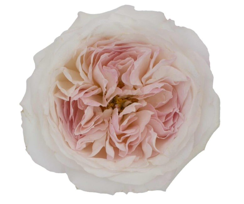 DAVID AUSTIN Keira light-pink 60 A1 DAVID AUSTIN Keira 60 A1 TAMBUZI LTD KE comprar al por mayor en M-Flowers