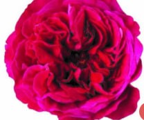 DAVID AUSTIN Kate dark-pink 50 A1 DAVID AUSTIN Kate 50 A1 TAMBUZI LTD KE comprar al por mayor en M-Flowers
