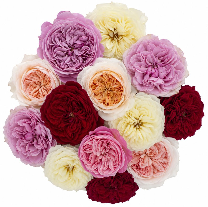 DAVID AUSTIN Mix 40 A1 TAMBUZI LTD KE купить оптом на M-Flowers