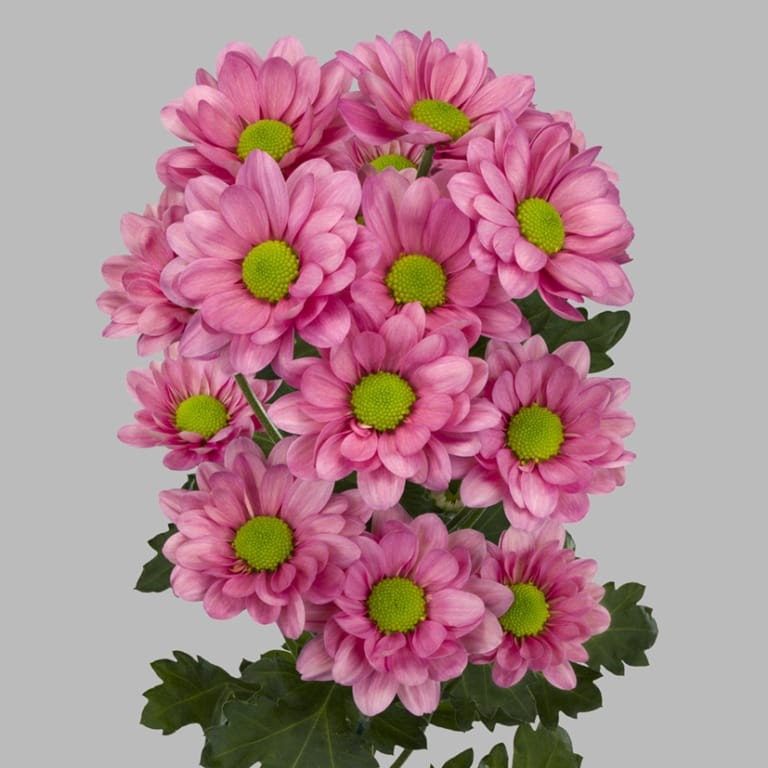 Chr t RESQ LUCIE dark-pink 70 A1 Chr t RESQ LUCIE 70 A1 Zentoo NL купить оптом на M-Flowers
