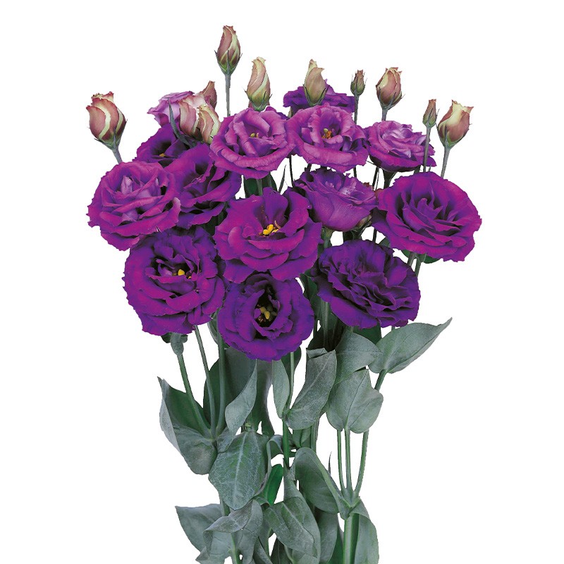 Eustoma Rosita Violet 72 A1 Lugt NL купить оптом на M-Flowers
