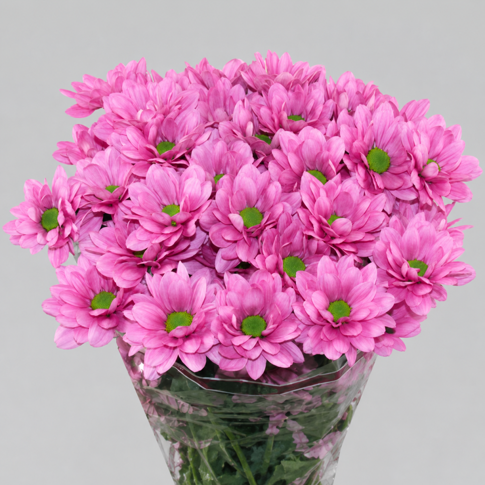 Chr t RESQ PINK pink 70 A1 Chr t RESQ PINK 70 A1 Zentoo NL купить оптом на M-Flowers