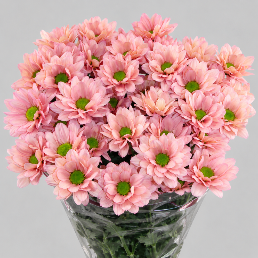 Chr t RESQ SALMON peach 70 A1 Chr t RESQ SALMON 70 A1 Zentoo NL купить оптом на M-Flowers