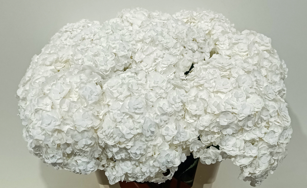 Hydrangea Royal Highness (white) 50 A1 Pico Bello NL buy wholesale on M-Flowers