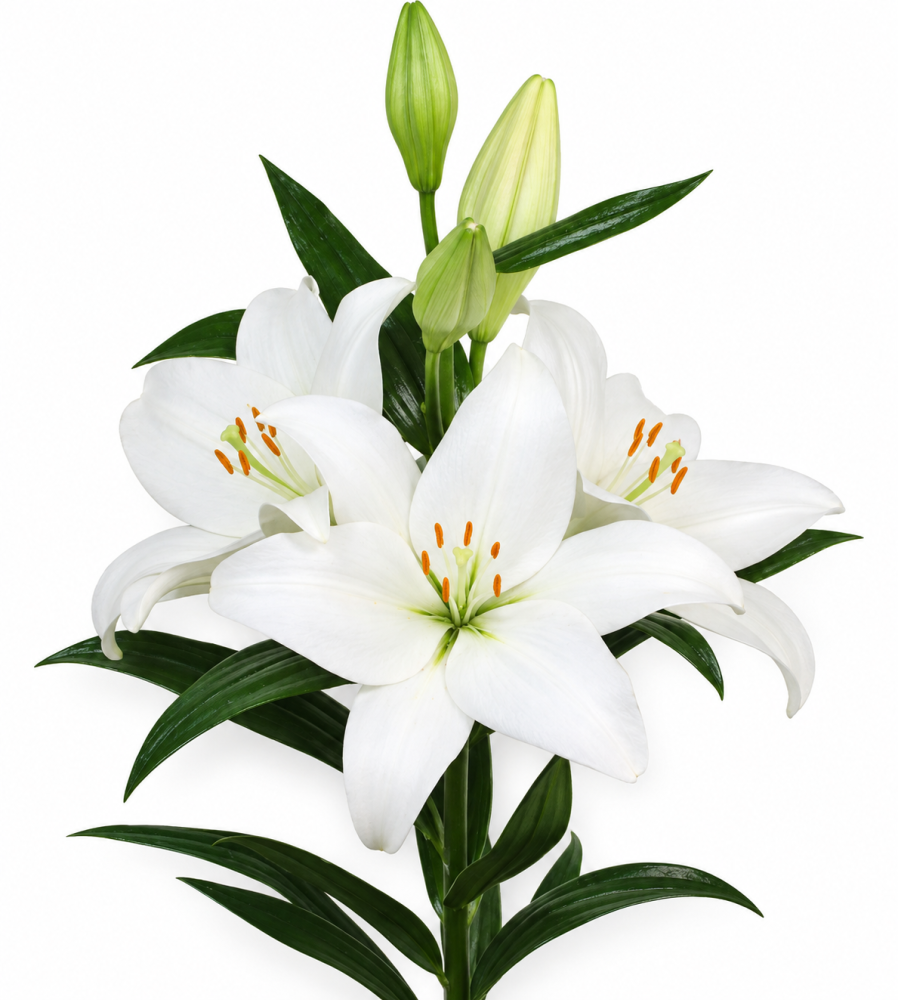 Li La ASTI 5+ 95 A1 Qualily NL buy wholesale on M-Flowers