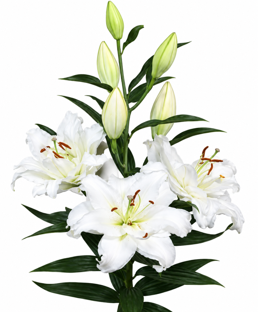 Li Or Du GUAPA 4+ 85 A1 Qualily NL buy wholesale on M-Flowers