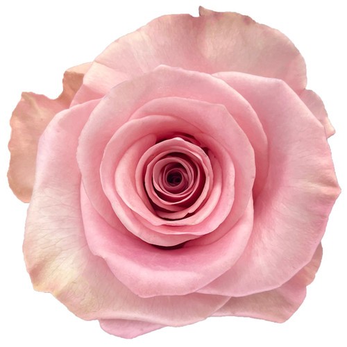 Rose THINK PINK 40 A1 FLORES VERDES EC comprar al por mayor en M-Flowers