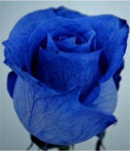 Rose Blue-rose PNT 60 A1 Much Flowers EC buy wholesale on M-Flowers