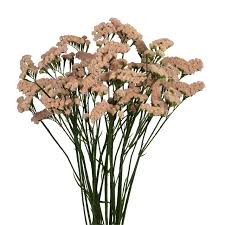 LUCIA LUCIA APRICOT 50 A1 FLORES VERDES EC comprar al por mayor en M-Flowers