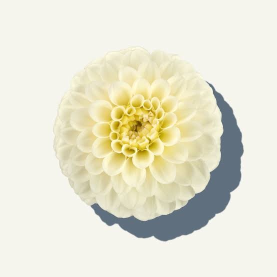 Dahlia ISA WHITE 50 A1 FLORES VERDES EC comprar al por mayor en M-Flowers