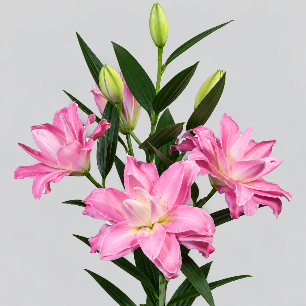 Li Or Du KADANGO 4+ 85 A1 Qualily NL buy wholesale on M-Flowers