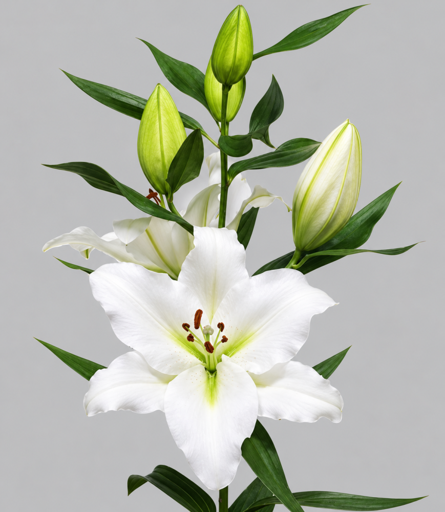 Li Or TOUREGA 4+ 85 A1 Qualily NL buy wholesale on M-Flowers