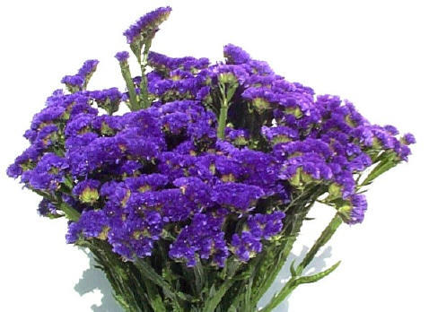 Statice Blue 70 A1 Coexflor EC buy wholesale on M-Flowers