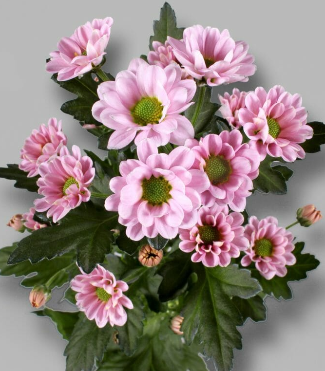 Chr San Rossi Pink 55 A1 Zentoo NL buy wholesale on M-Flowers