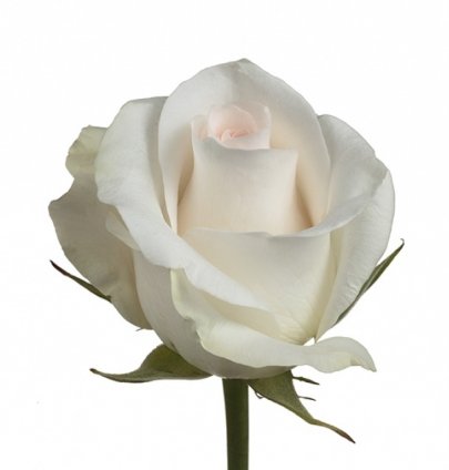Rose Bridal Akito cream 40 A1 Flower Village Ecuador buy wholesale on M-Flowers