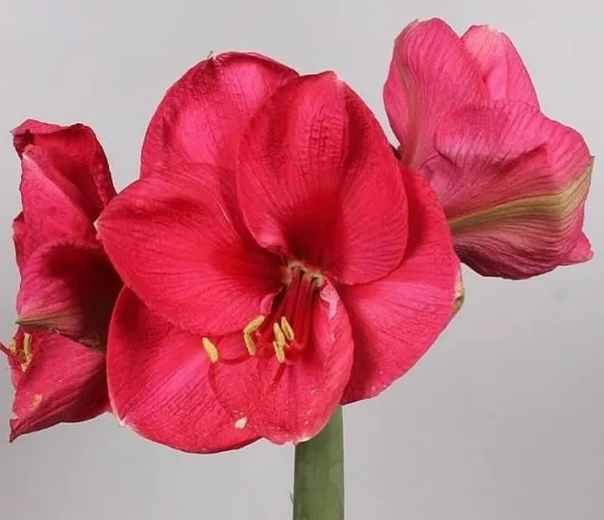 Amaryllis Lilac Favourite pink 1 A1 Geoflora Colombia купить оптом на M-Flowers