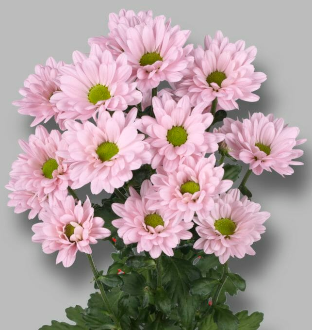 Chr t Katinka 70 A1 Zentoo NL buy wholesale on M-Flowers