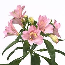 Alstroemeria Elegance pink 80 A1 QualisA Ecuador купить оптом на M-Flowers