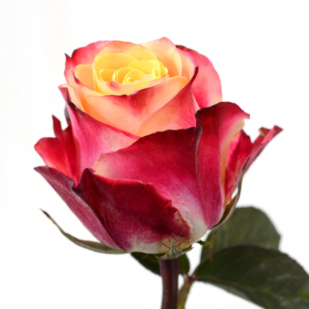 Rose Chapeau 40 A1 FLORA OLA LTD KE buy wholesale on M-Flowers