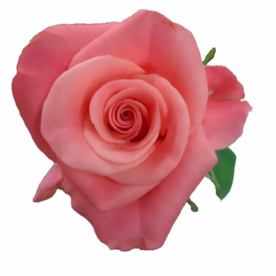 Rose Pink Tacazzi pink 35 A1 PANOCAL INTERNATIONAL LTD Kenya buy wholesale on M-Flowers