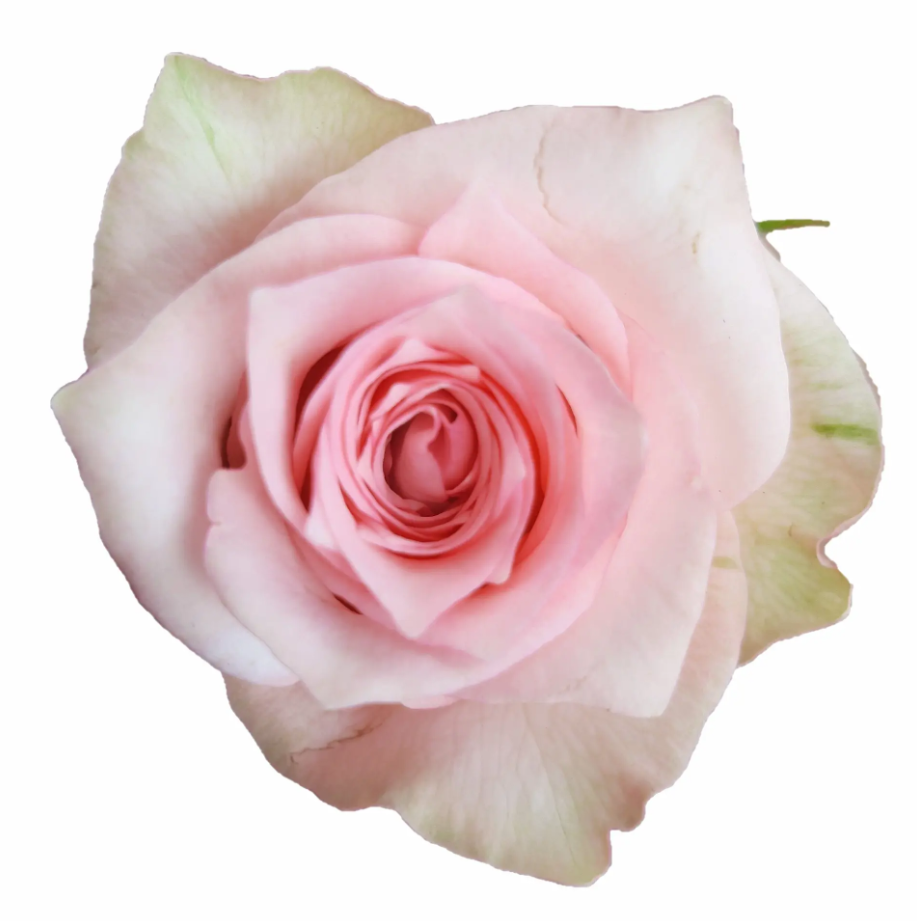 Rose Sudoku light-pink 35 A1 PANOCAL INTERNATIONAL LTD Kenya buy wholesale on M-Flowers