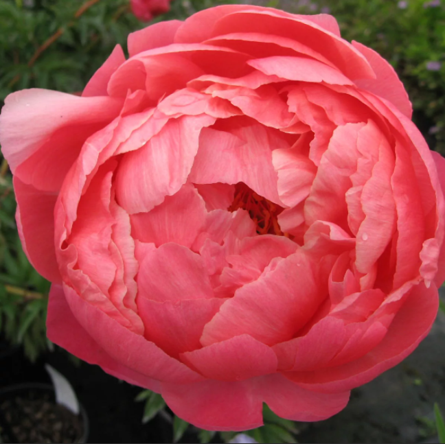 Peonies Coral Charm pink 55 A1 My Peony Netherlands купить оптом на M-Flowers