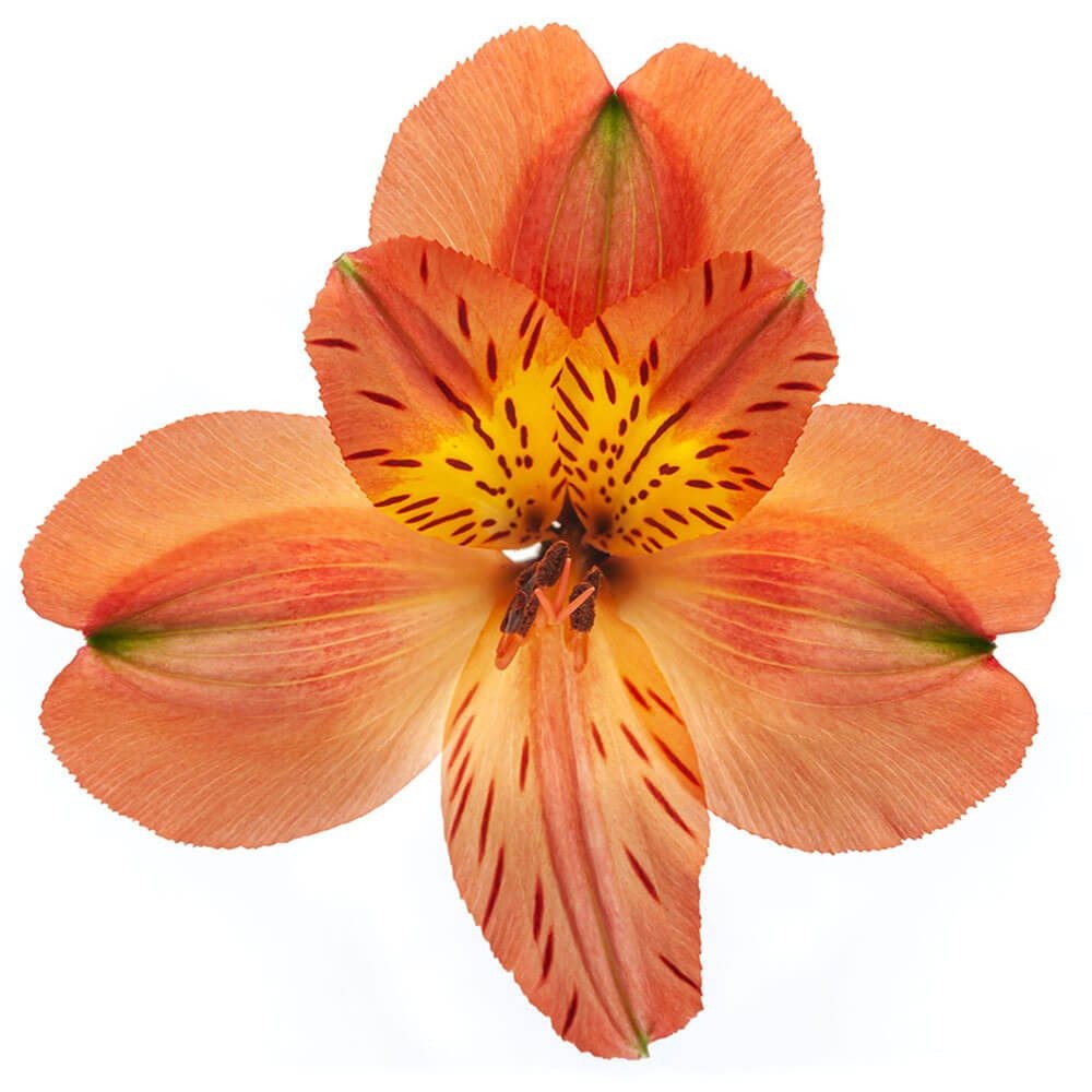 Alstroemeria Party 80 A1 GOLDEN TULIP FARMS LIMITED KE buy wholesale on M-Flowers