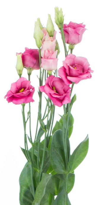 Eustoma Rosita Rose pink 72 A1 Lugt Netherlands купить оптом на M-Flowers