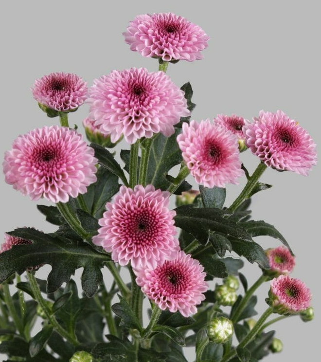 Chr San Calimero Pink pink 60 A1 Utee Chr San Calimero Pink 60 A1 GOLDEN TULIP FARMS LIMITED KE buy wholesale on M-Flowers