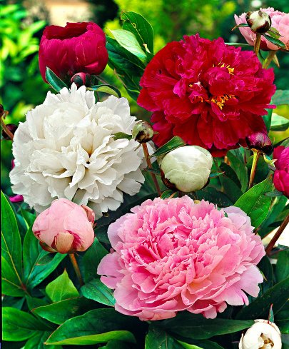 Peonies mix multicolor 55 A1 My Peony Netherlands buy wholesale on M-Flowers