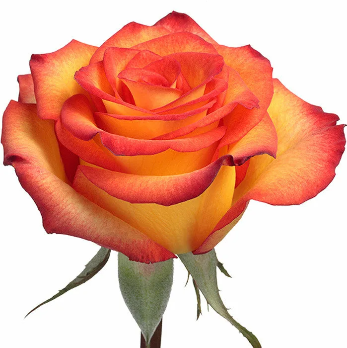 Rose High Magic 50 A1 Quim Flowers EC buy wholesale on M-Flowers