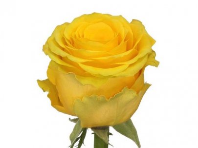 Rose High Yellow 50 A1 SANTER ROSES EXPORT EC buy wholesale on M-Flowers