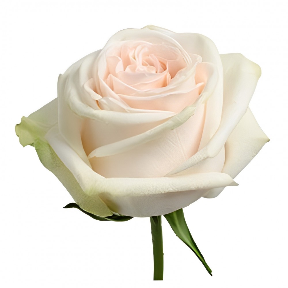 Rose Garden Spirit cream 40 A1 Rose Garden Spirit 40 A1 Flower Village EC buy wholesale on M-Flowers