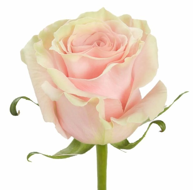 Rose Pink Mondial 50 A1 Sani Roses EC comprar al por mayor en M-Flowers