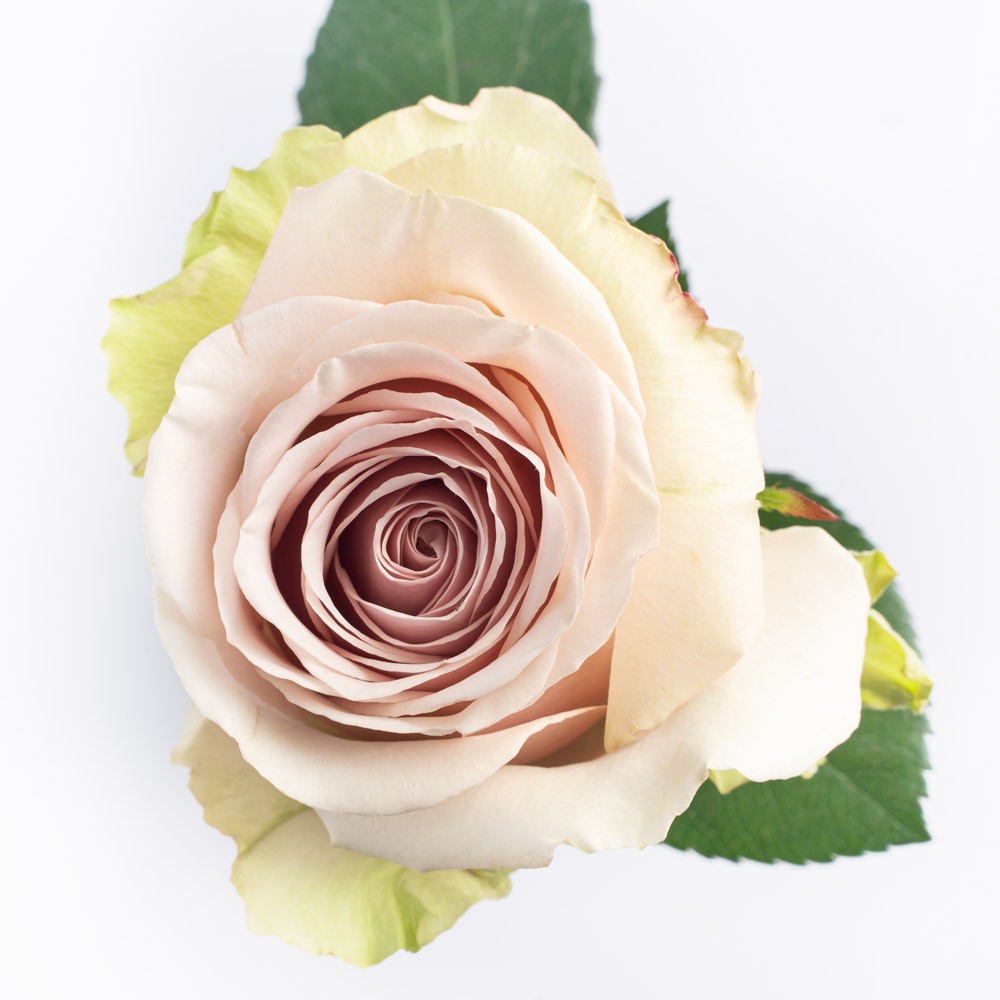 Rose Pompeii peach 40 A1 Sian Roses Kenya buy wholesale on M-Flowers