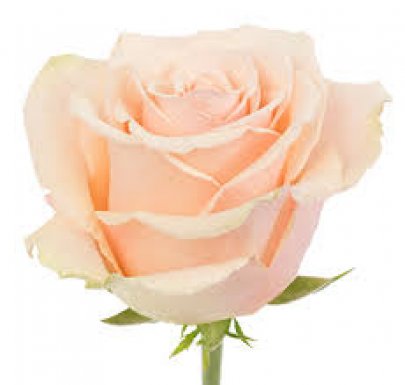 Rose Primavera peach 40 A1 Flora Ola Kenya buy wholesale on M-Flowers