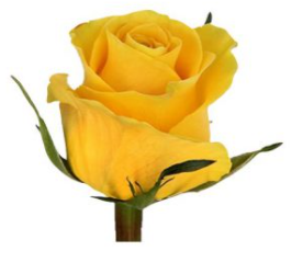 Rose Impact yellow 40 A1  Ecuador buy wholesale on M-Flowers