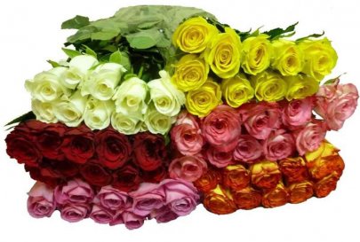 Rose (ZC ROSES) | M-flowers – mercado mayorista de flores