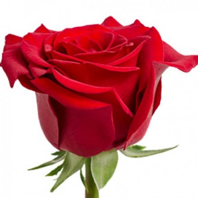 Rose Royal Explorer red 50 A1 Quimbiamba Ecuador buy wholesale on M-Flowers