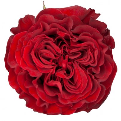 Rose Hearts red 40 A1  Ecuador buy wholesale on M-Flowers