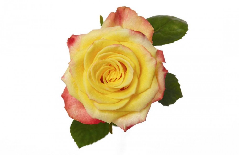 Rose High Yellow Flame multicolor 40 A1 Cantiza Ecuador buy wholesale on M-Flowers