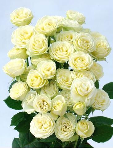 Garden Spray Rose Creamy Eden 50 A1 TAMBUZI LTD KE buy wholesale on M-Flowers