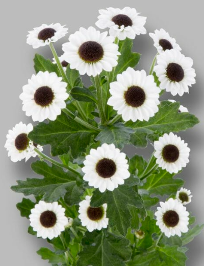 Chr San Yin Yang white 55 A1 Zentoo Netherlands buy wholesale on M-Flowers