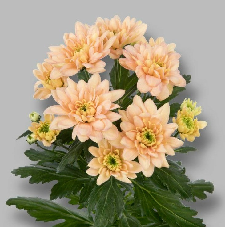 Chr t Baltica Salmon peach 70 A1 Vannova Netherlands купить оптом на M-Flowers