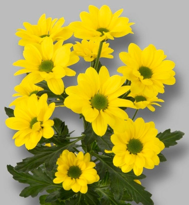 Chr t Copa yellow 70 A1 Zentoo Netherlands купить оптом на M-Flowers