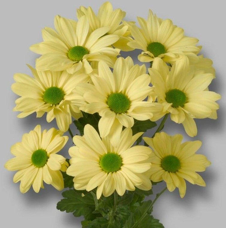 Chr t Kennedy Cream 70 A1 Decorum NL comprar al por mayor en M-Flowers