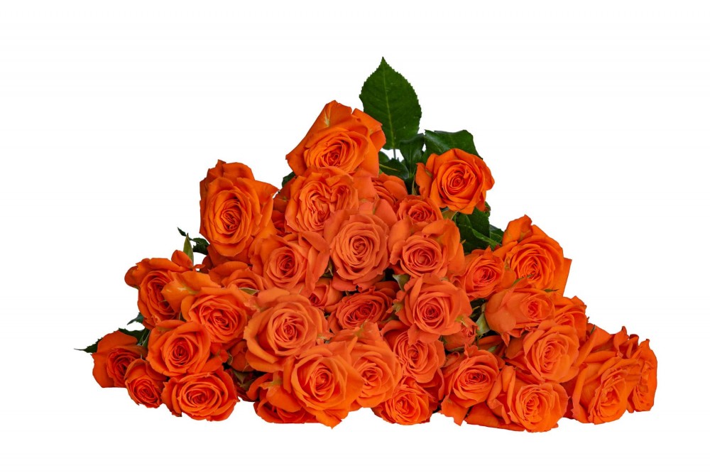 Spray roses Fellini orange 40 A1 Spray roses Fellini 40 A1 RED LANDS ROSES LTD KE купить оптом на M-Flowers