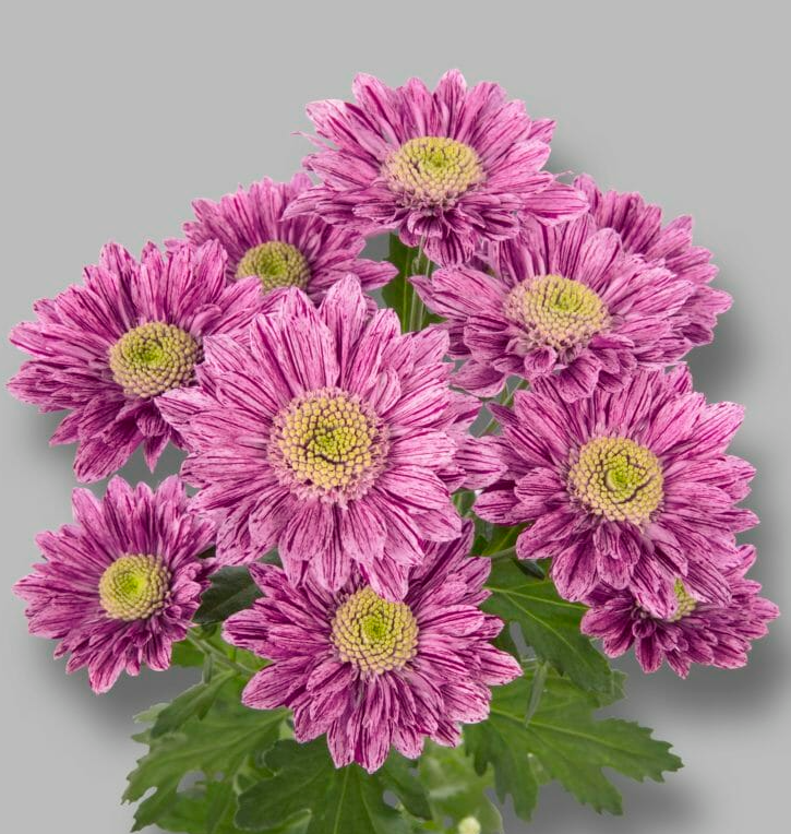 Chr t Serenity 70 A1 Zentoo NL buy wholesale on M-Flowers