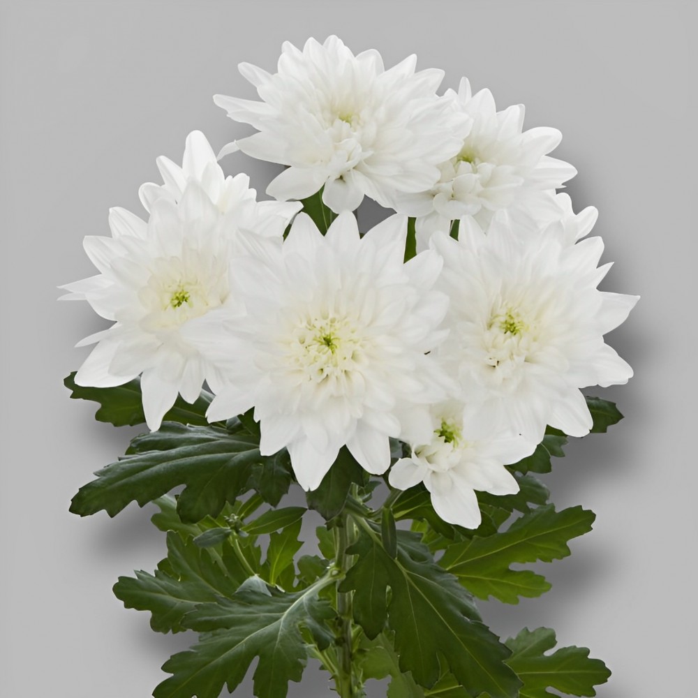 Chr t Baltica white 70 A1 Linflowers Netherlands comprar al por mayor en M-Flowers